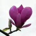 Flower of a Magnolia Tree