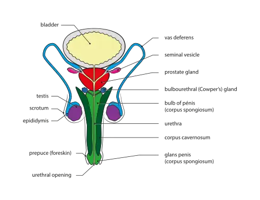Male genital system - Front view