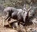 Nyala