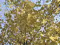 Norway Maple leaves