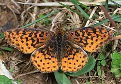 Boloria bellona (meadow fritillary) Adult, dorsal view.