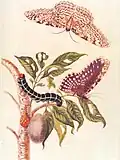 Painting of butterfly life cycle