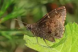 Thorybes pylades (northern cloudywing) Adult, ventral view of wings.