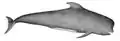 Pilot Whale
