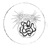 Prophase: The two round objects above the nucleus are the centrosomes. The chromatin has condensed.