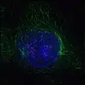 Early prophase: Nonkinetochore microtubules, shown as green strands, have established a matrix around the degrading nucleus, in blue. The green nodules are the centrosomes.