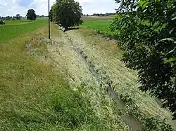 Buffer strips along grassed thalweg