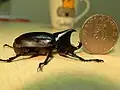 Rhinoceros beetle and a coin