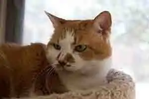 High-compression (Low quality) JPG