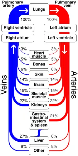 Diagram showing proportions of blood directed through the circulatory system.