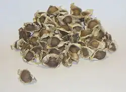 Moringa seeds