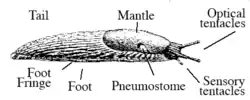 Anatomy of a slug