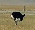 Struthio camelus (Ostrich)
