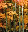Japanese Maple trees and bamboo in Japan