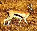 Thompson's Gazelle