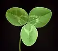Trifolium repens leaves