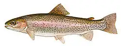 Salmonidae (Salmon and Trout)
