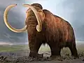 Wolly Mammoth