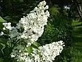 Syringa vulgaris 'Alba'
