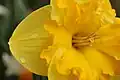 Daffodil