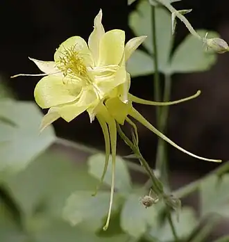 Columbine