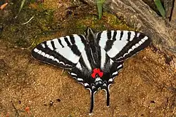 Protographium marcellus (zebra swallowtail) Adult, dorsal view.