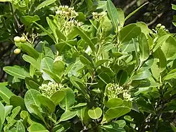 flowers, fruit and foliage