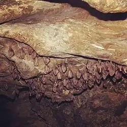 Bats hanging from a cave ceiling