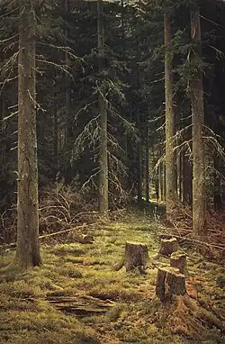 Coniferous forest, 1873