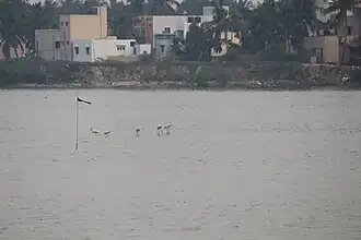 View of Korattur Lake