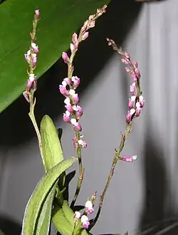 Schoenorchis gemmata , a member of Schoenorchis sect. Racemosae Aver.