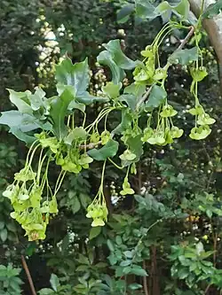 Acer buergerianum var. formosanum leaves and fruit