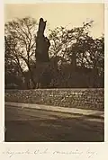 The tree in 1888