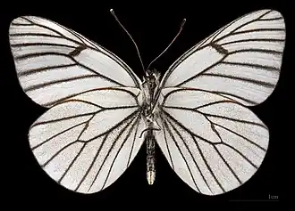 Aporia crataegi augusta ♂ △