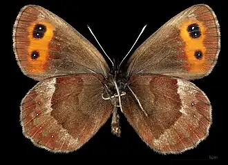 Erebia aethiops ♂ △
