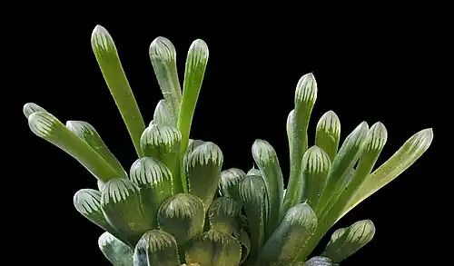 H. cooperi var. truncata