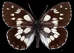 Melanargia galathea procida ♂