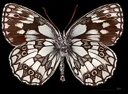 Melanargia galathea procida ♂ △