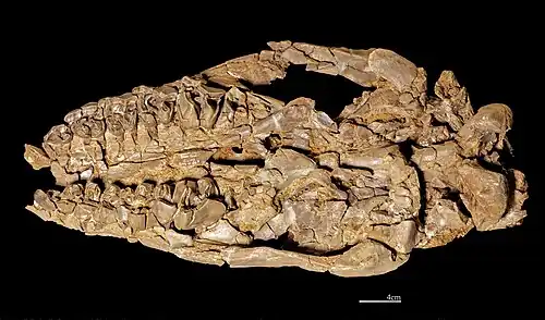 Plesiaceratherium mirallesi Skull (Béon, Montréal-du-Gers, France) MHNT