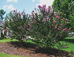'Zuni' cultivar habit