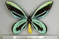 A dorsal/top down view of an adult male Queen Alexandra's birdwing showing the striking yellow abdomen and black, blue and turquoise wings.