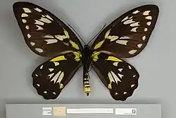 Ornithoptera victoriae regis, female ventral view