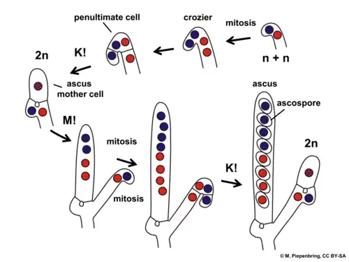 Cartoon diagram of the crozier cycle: hook-shaped crozier, nuclear fusion and divisions, ending with eight ascospores in a mature ascus