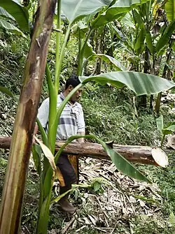 2. Abacá plants are harvested by &quot;topping&quot;, cutting the leaves with a bamboo sickle, cutting or &quot;tumbling&quot; the stalks. The leaves are compost on the ground, creating a fertiliser.