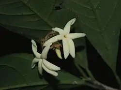 White flowers with long, thin petals belonging to Amphirrhox longifopia on Rio Ventuari, Venezuela