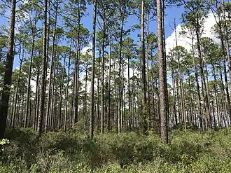 Slash Pines in Dixon Memorial State Forest planted in 1935, under the Land Utilization Program