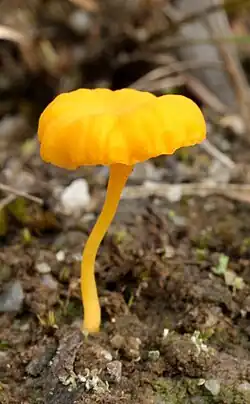 Small yellow-orange mushroom with cap and thin stem growing from soil