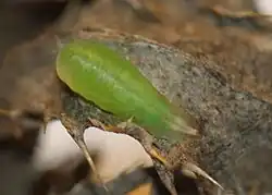 Pupa