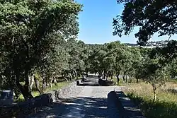 Q. rotundifolia forest in Valinhos, Fátima