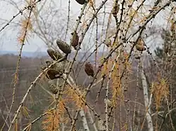 Larix decidua has persistent seed cones.